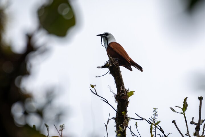 Private Excursion in Cloud Forest in Puntarenas - Photo 1 of 6